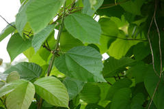 Grewia abutilifolia
